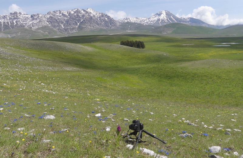 Orchidee a Campo Imperatore tra Medioevo e wilderness  primavera 2023